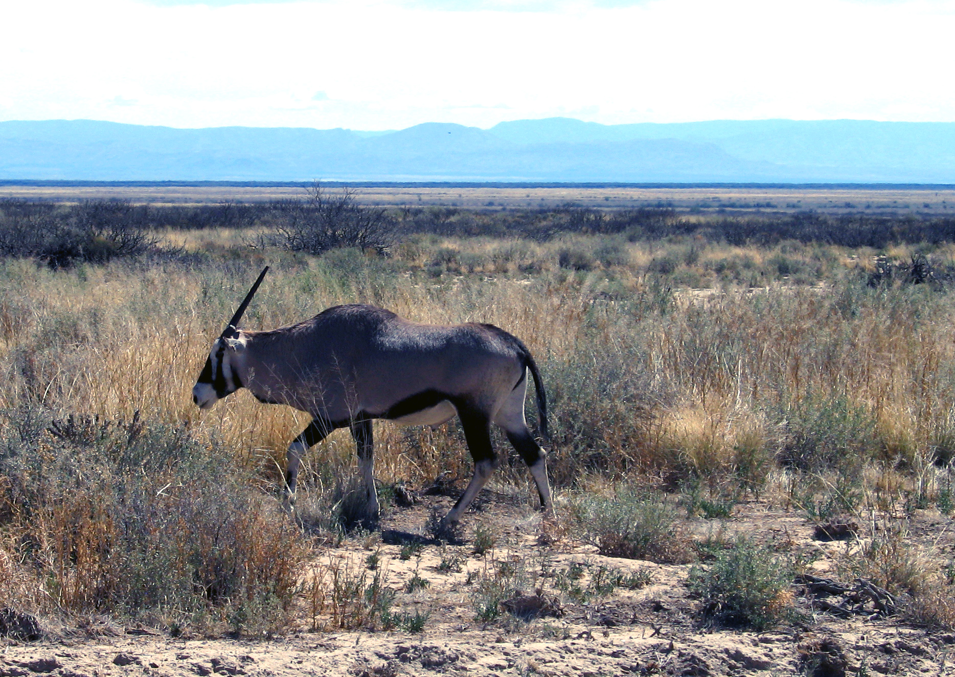 message-editor%2F1637166300206-gemsbok_in_the_white_sands_missile_range.jpeg