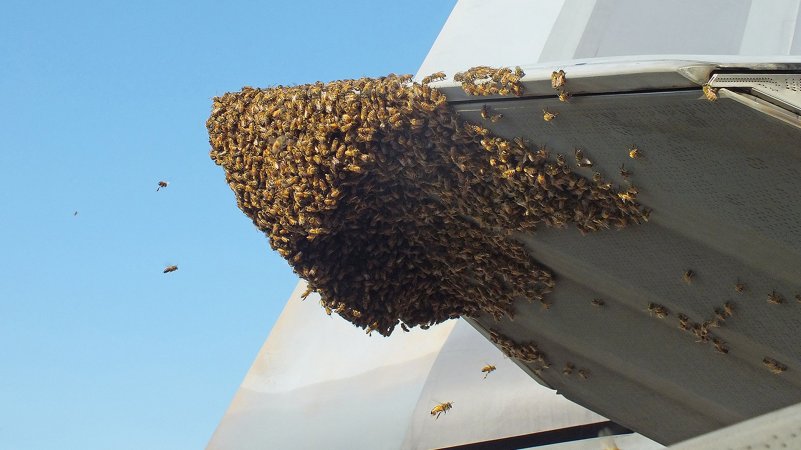 F-22 Raptor Grounded By Swarm